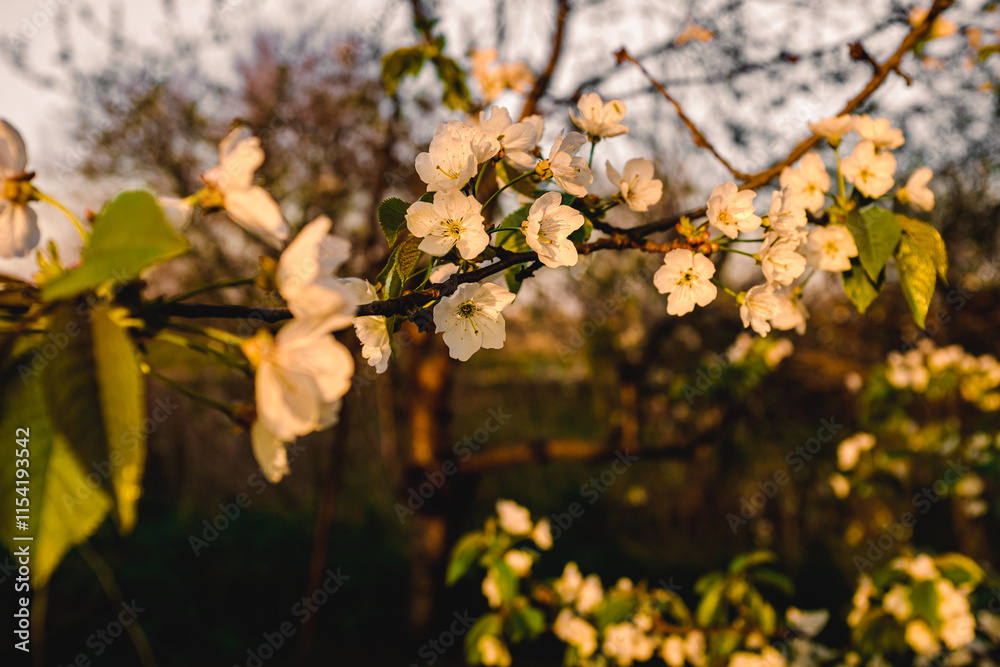 Flowering apple trees in spring. A branch of a flowering apple tree. Spring flowering trees. Flowering apple trees in spring. A branch of a flowering apple tree. Spring flowering trees.