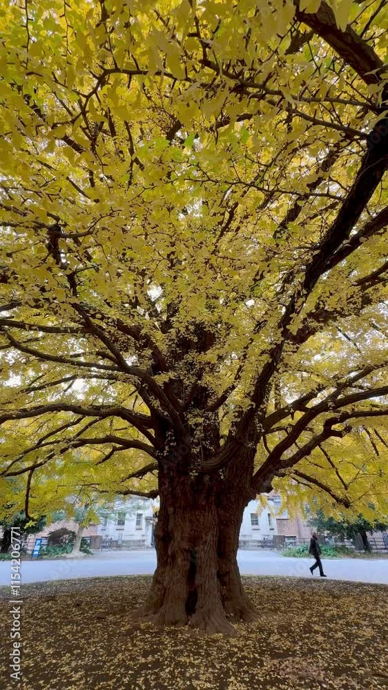 Close up shot of a large ginkgo tree on the Tokyo University campus Close up shot of a large ginkgo tree on the Tokyo University campus