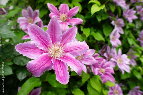 Purple-pink clematis flowers against green foliage.