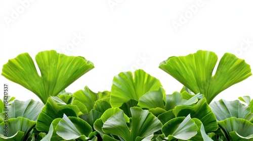 Lush green foliage with large fan-shaped leaves isolated on white. photo