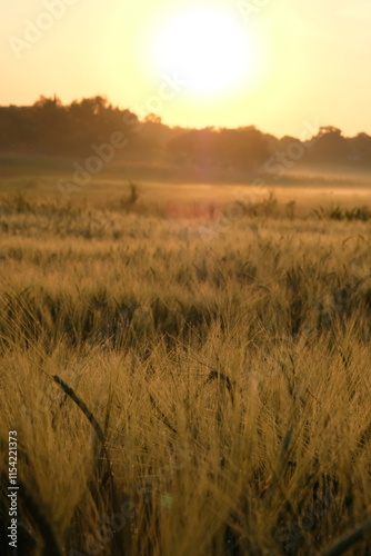Wheat field illuminated by the morning sun.