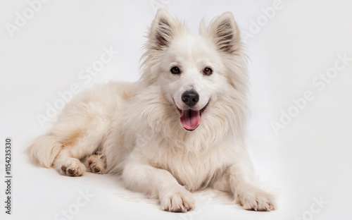 A white, fluffy dog with pointed ears, possibly an American Eskimo or a similar breed.  photo