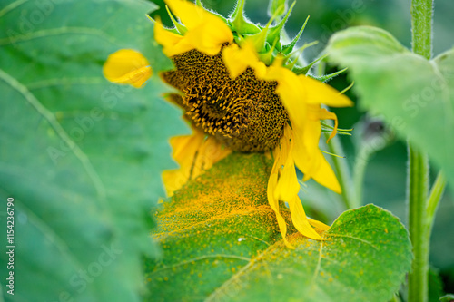 Pollens of fully bloomed sunflower spread on the sunflower leaves by the wind in the agricultural farm field.