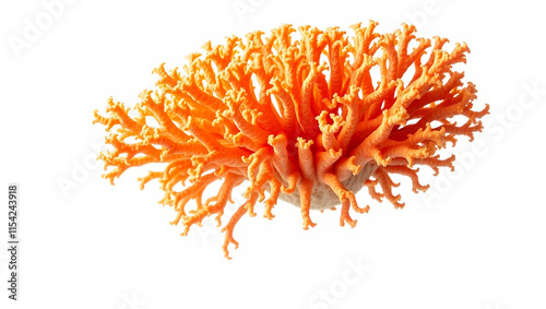 Orange Coral Fungus on White Background