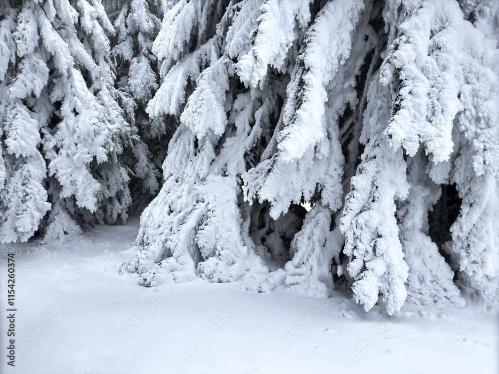 close-up of snow covered pine tree branches. pine tree. winter aesthetic. winter landscape. winter atmosphere. winter background. snowy background close-up of snow covered pine tree branches. pine tree. winter aesthetic. winter landscape. winter atmosphere. winter background. snowy background