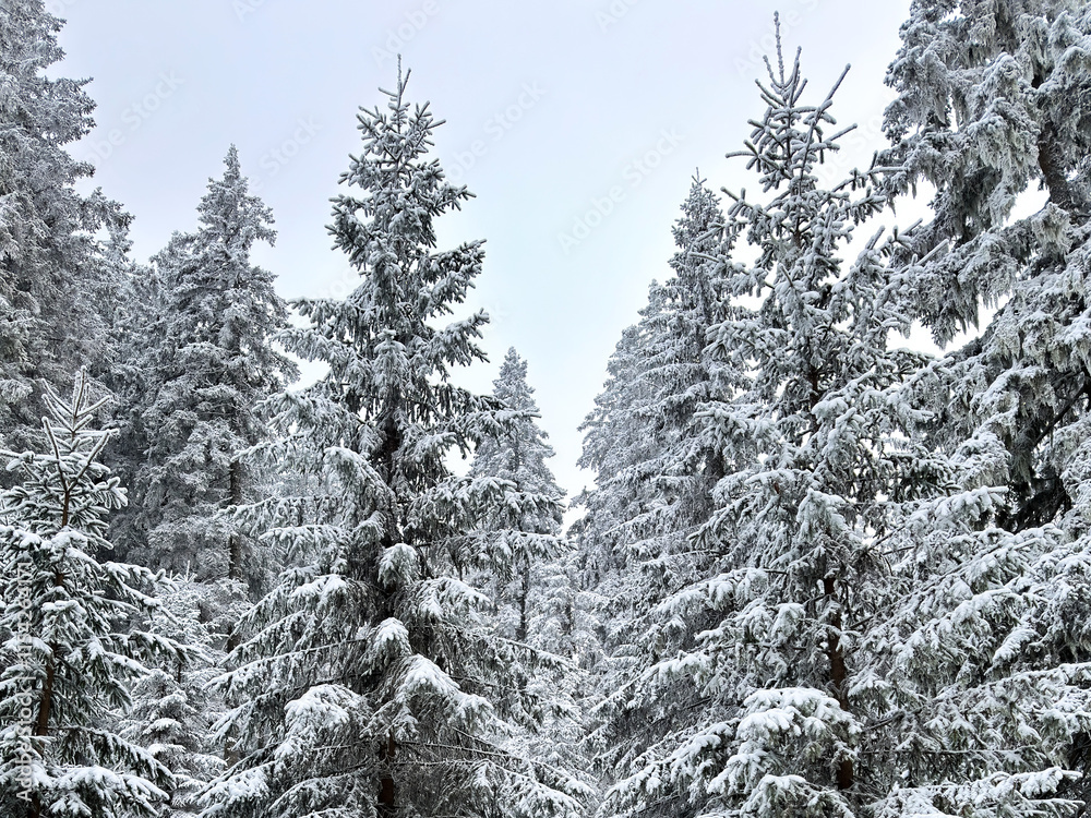 Snow-covered evergreen trees under a clear sky. winter landscape. pine tree forest. winter background. nature, tranquility, winter holidays. seasonal Snow-covered evergreen trees under a clear sky. winter landscape. pine tree forest. winter background. nature, tranquility, winter holidays. seasonal