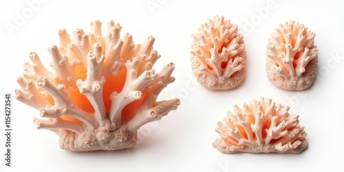 Set of Coral Stones - Different Sizes and Angles on White Background with Natural Textures photo