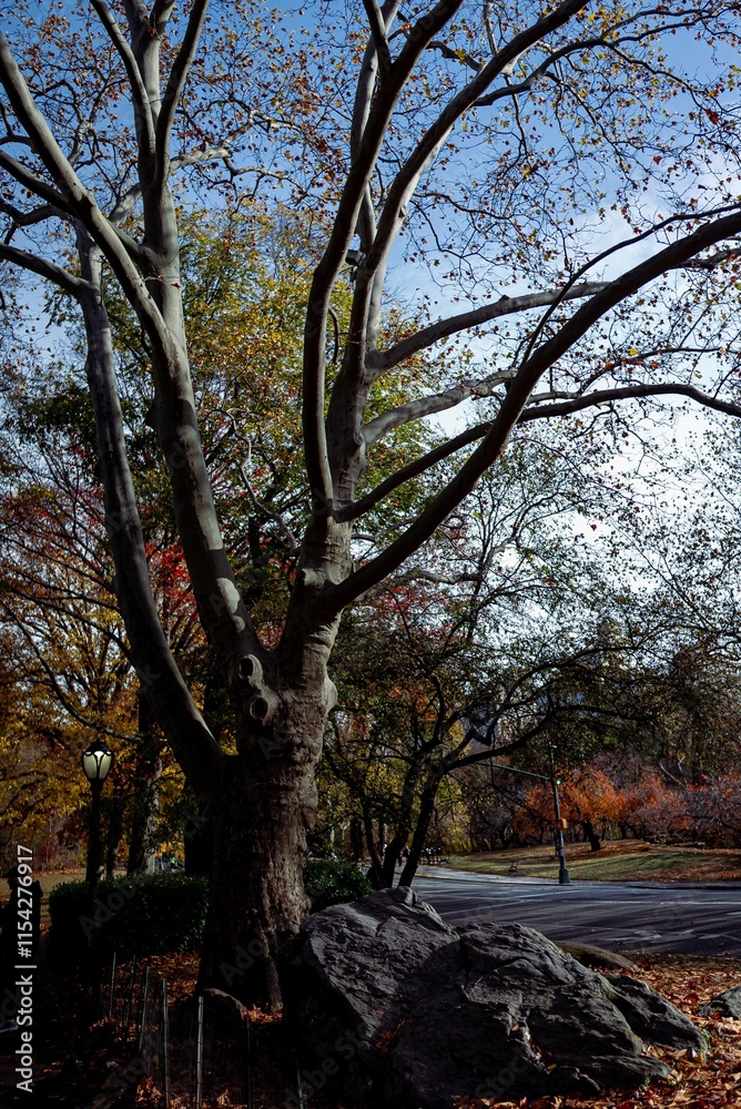 trees in autumn trees in autumn