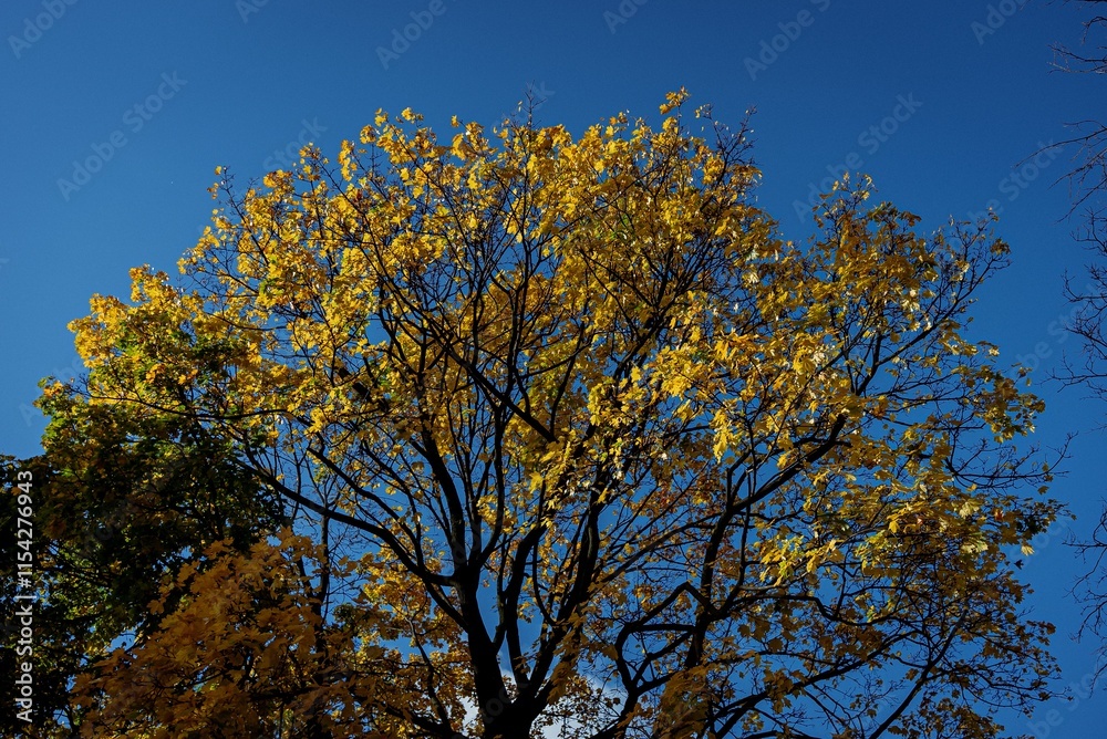 Fototapeta premium autumn trees against blue sky