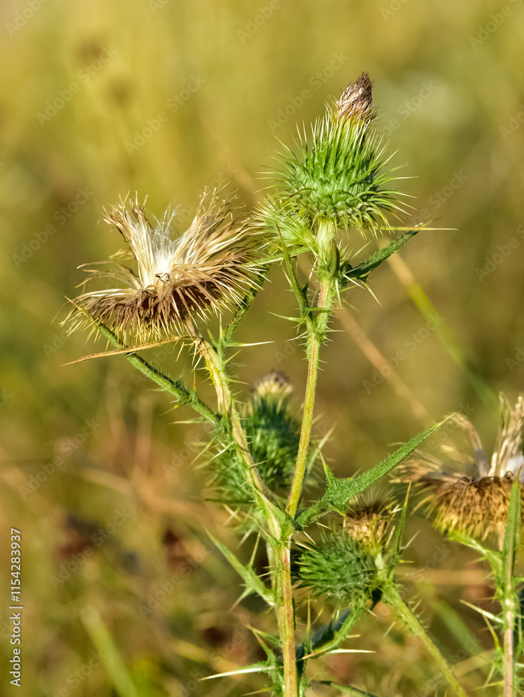images of wild plants. photos of thorns in nature. images of wild plants. photos of thorns in nature.