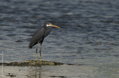 Portrait of a Western reef heron, Bahrain photo