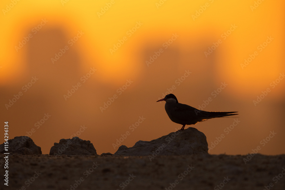 A backlit image of White-cheeked Tern during sunrise A backlit image of White-cheeked Tern during sunrise
