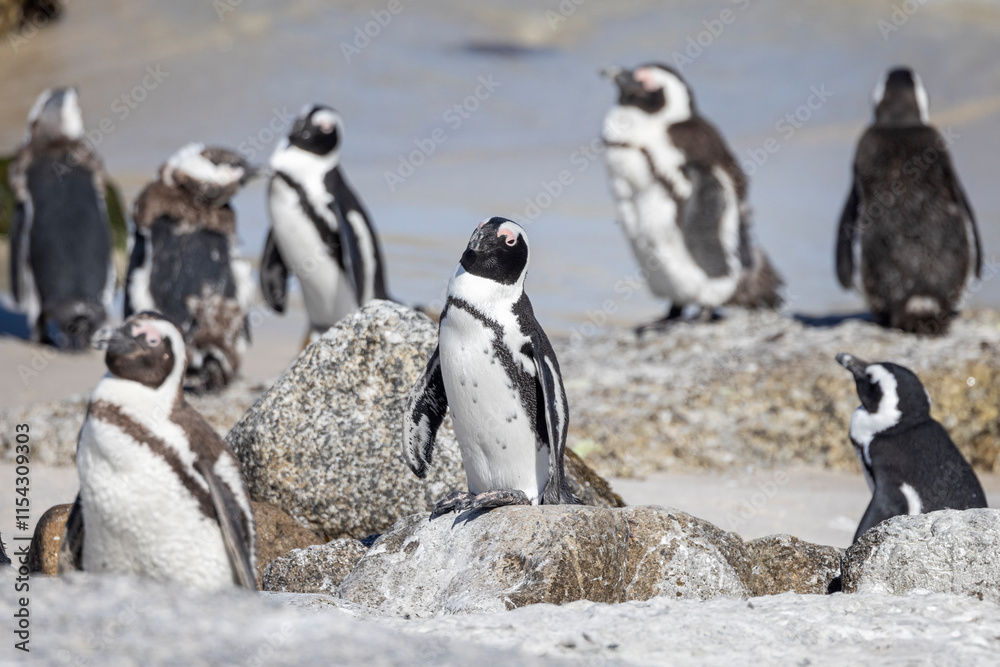 Fototapeta premium Close up of South African penguins standing on rocks close to the sea at Boulders Beach near Cape Town, South Africa