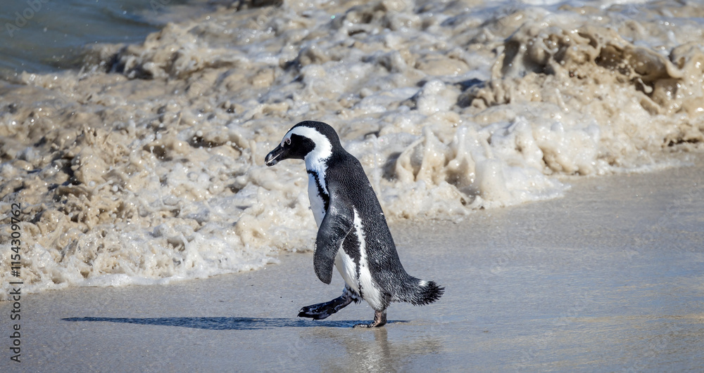 Fototapeta premium Single South African penguin striding into surf at Boulders Beach near Cape Town, South Africa