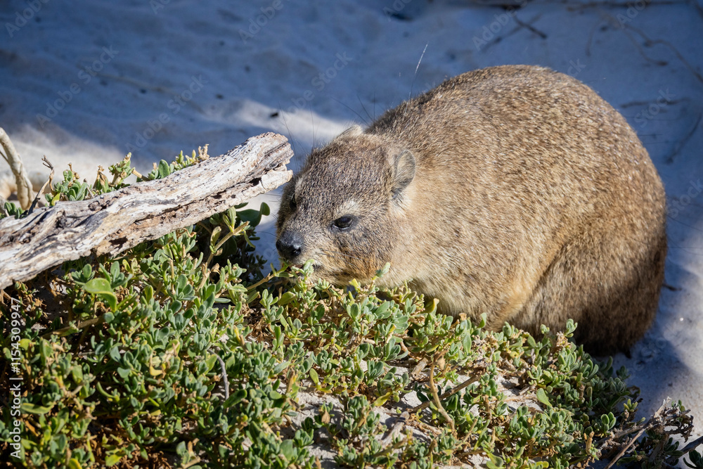 Naklejka premium Close up of a South African Rock Hyrax feeding on vegitation at Boulders Beach near Cape Town, South Africa