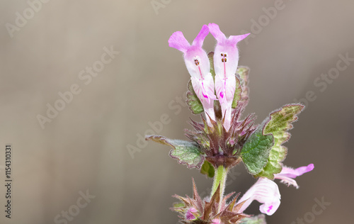 wild plants, medicinal plants, medicinal flowers photos photo