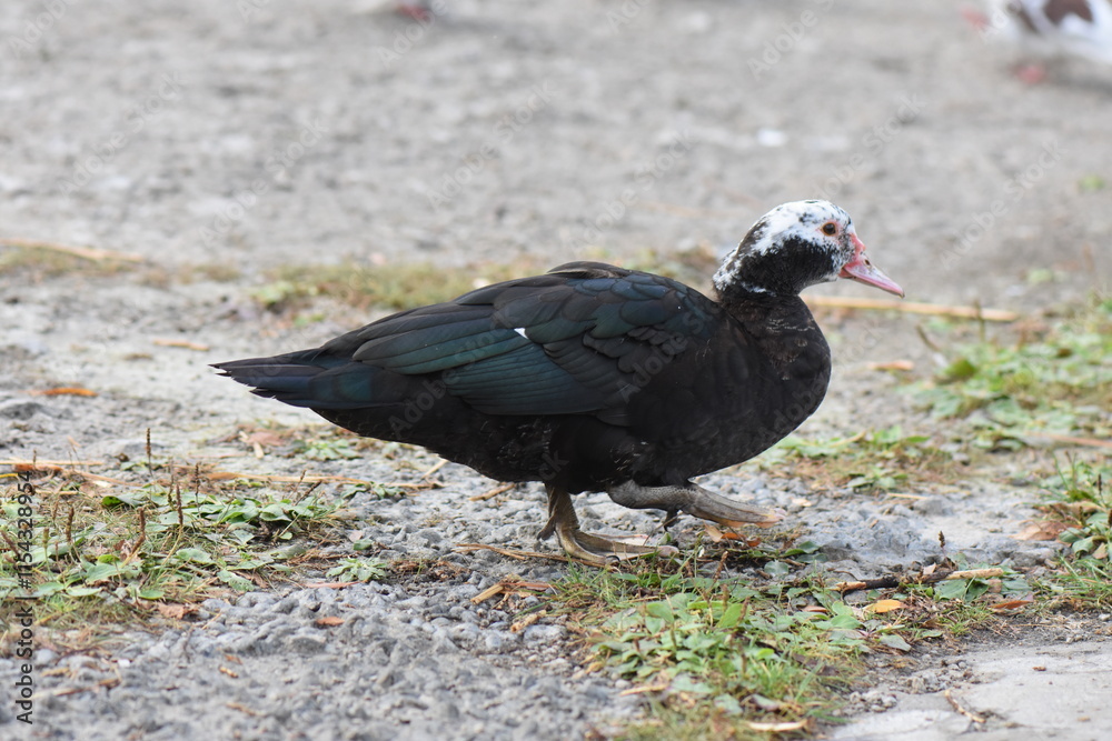 Fototapeta premium The Muscovy duck (Cairina moschata) is a species of duck in the Muscovy family