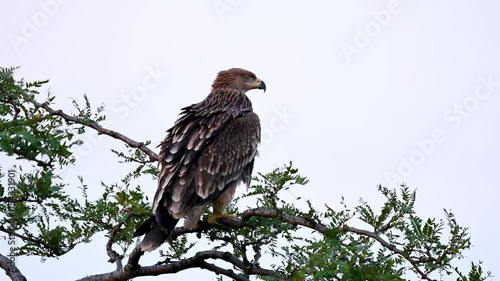 Eastern imperial eagle Aquila heliaca. Wildlife animals. Slow motion. The bird cleans its feathers and looks around. Close-up.