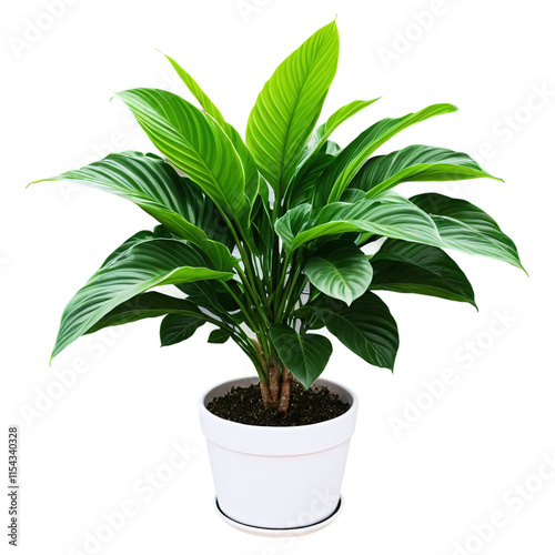 Wallpaper Mural Potted indoor plant with lush green leaves isolated on transparent background Torontodigital.ca