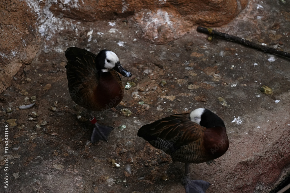 Pair african white-faced whistling ducks close up. Pair african white-faced whistling ducks close up.