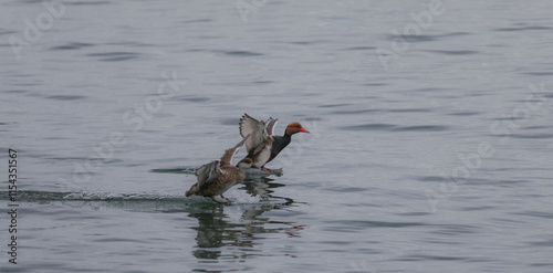 ducks in Leman ake