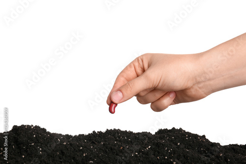 Woman planting bean seed in...