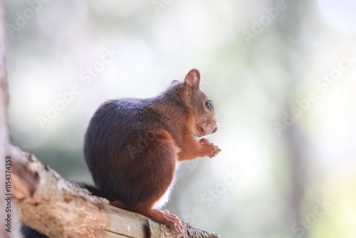 squirrel on a tree
