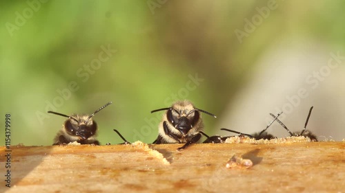 Inquisitive young bees. 
Young bees learn about the world around them. 
