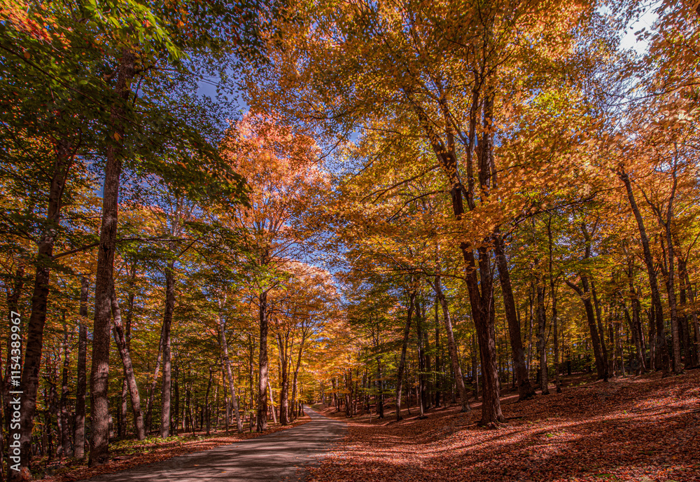 Vermont fall foliage tall brilliantly colored trees lining a quiet back road Vermont fall foliage tall brilliantly colored trees lining a quiet back road