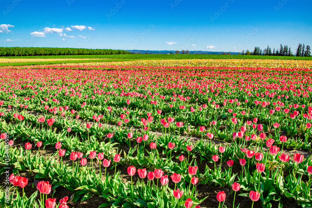 Wide Panorama of Pink and Yellow Tulips Blooming in Oregon Field Wide Panorama of Pink and Yellow Tulips Blooming in Oregon Field