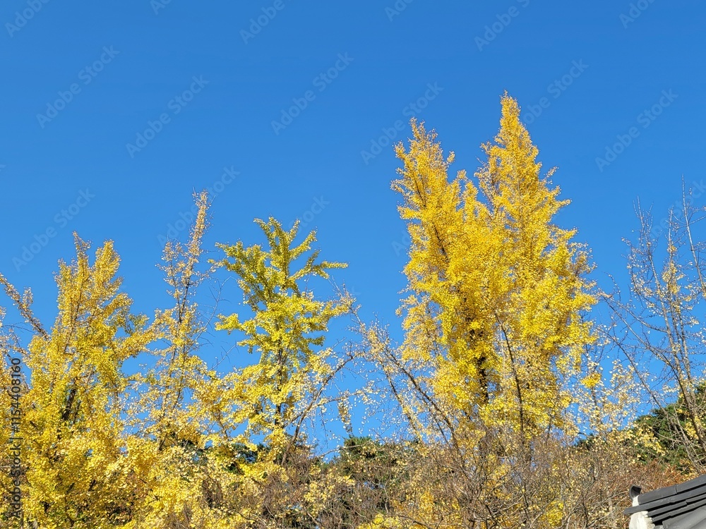 Fototapeta premium yellow autumn leaves