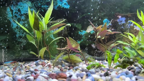 beautiful aquarium with green plants and stones. 