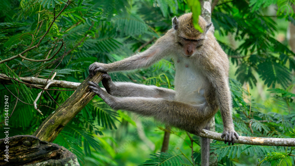 Fototapeta premium Macaca fascicularis (kera ekor panjang, monyet ekor panjang, long-tailed macaque, crab-eating monkey, cynomolgus macaque) on the tree