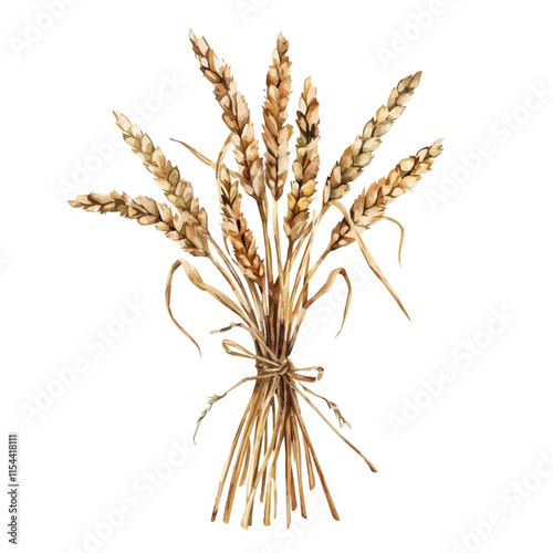 A watercolor vector of a bundle of dried wheat stalks, isolated on a white background. Dried wheat stalks vector.
