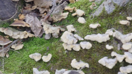 A bunch of mushrooms growing on a log. The mushrooms are brown and white. The log is covered in moss