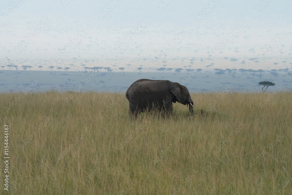 Wild Beauty
Giant African elephants wander gracefully across the vast, open prairies of Africa
