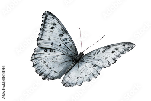 A Transparent Butterfly's Wings Showing Delicate Veins and Patterns Against a Black Background, a Stunning Example of Nature's Transparency