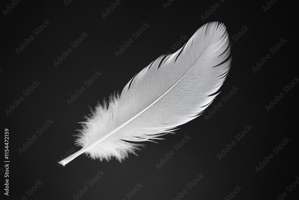 A single, delicate white feather floats against a stark transparent background, symbolizing lightness and fragility. A single, delicate white feather floats against a stark transparent background, symbolizing lightness and fragility.