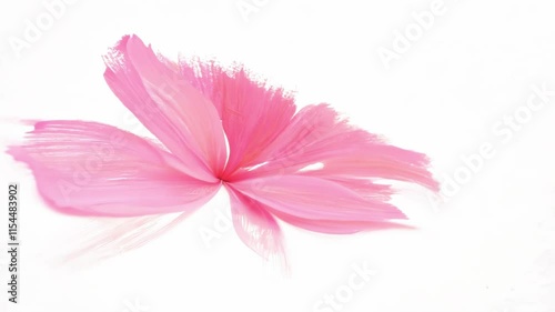 A delicate pink feather resting on a white background, offering an abstract concept of softness and simplicity. Perfect for minimalist themes and copy space.