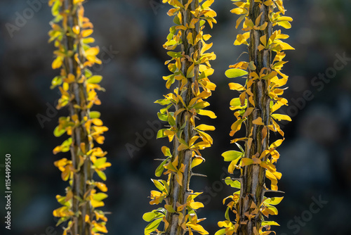 Leaves Of Ocotillo Begin To Yellow In Fall photo