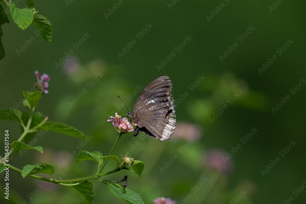 A beautiful butterfly with a wingspan resting on a pink flower. The butterfly's wings are a rich brown color with substile pattern and marking, the background is a lush green . A beautiful butterfly with a wingspan resting on a pink flower. The butterfly's wings are a rich brown color with substile pattern and marking, the background is a lush green .
