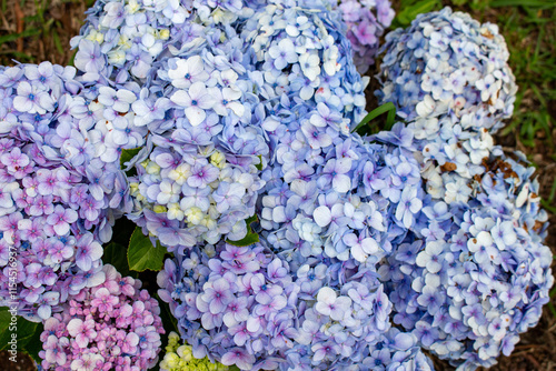 Fotografie Flor Hortênsia (Hydrangea macrophylla)