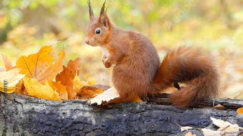 squirrel in the park