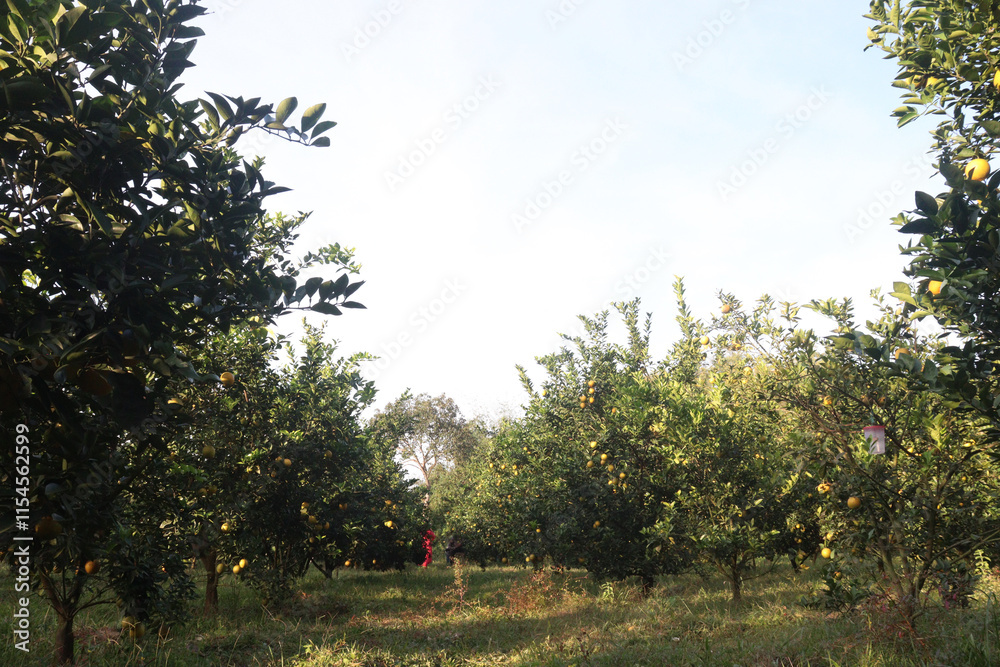 Fototapeta premium Citrus fruits on tree in farm