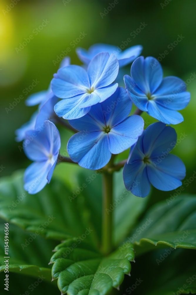 Brunnera blue forget me not myosotis in garden, flower garden, garden Brunnera blue forget me not myosotis in garden, flower garden, garden