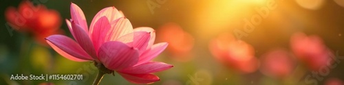Delicate pink petals unfolding in warm sunlight, flower, summer