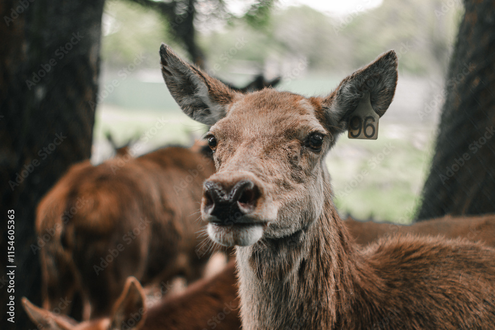 Close-up of Deer in Natural Environment Close-up of Deer in Natural Environment