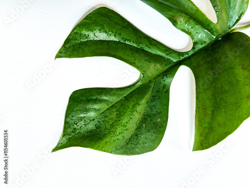 Rhaphidophora tetrasperma or Mini Monstera indoor plant photo