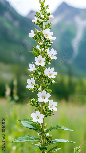 White wildflowers bloom in mountain meadow, nature background, botanical poster.