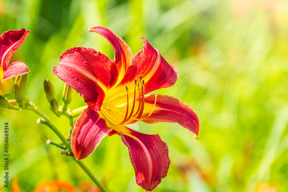 Close up of a single orange day lily, Hemerocallis fulva, in full bloom. Close up of a single orange day lily, Hemerocallis fulva, in full bloom.